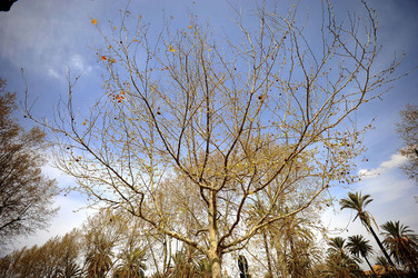 VILLA BONANNO a Palermo. Fotografie di Giulio Azzarello &copy;2016.
