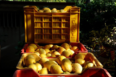 LIMONI di Sicilia coltivati in modo biologico. Fotografie di Giulio Azzarello &copy;2014.