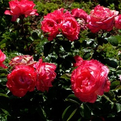 ROSETO. Fotografie di Giulio Azzarello &copy;2022.