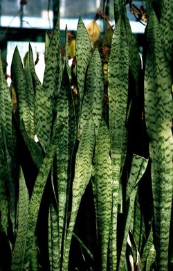 ORTO BOTANICO di Palermo. Fotografie di Giulio Azzarello ©2021.