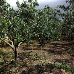 CAMMINANDO. Fotografie di Giulio Azzarello &copy;2024.