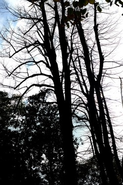 VENEZIA Giardini della Biennale di Arch. Cont.. Fotografie di Giulio Azzarello ©2022.