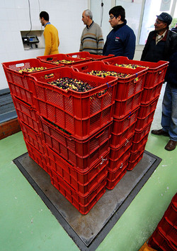 TIPICO FRANTOIO fotografie di Giulio Azzarello ©2014. TIPICO FRANTOIO fotografie di Giulio Azzarello ©2014.