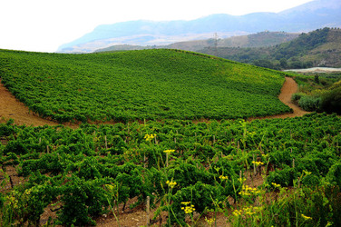 CAMPAGNA SICILIANA. Fotografie di Giulio Azzarello &copy;2016.