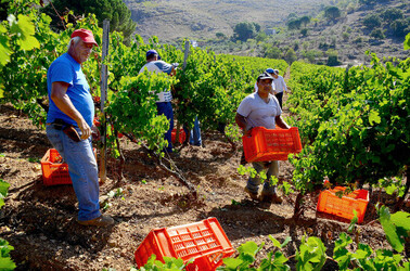 VENDEMMIA a S.Cristina Gela i coltivatori. Fotografie di Giulio Azzarello ©2016. VENDEMMIA a S.Cristina Gela i coltivatori. Fotografie di Giulio Azzarello ©2016.