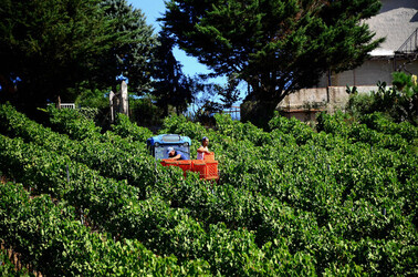VENDEMMIA a S.Cristina Gela i coltivatori. Fotografie di Giulio Azzarello ©2016. VENDEMMIA a S.Cristina Gela i coltivatori. Fotografie di Giulio Azzarello ©2016.