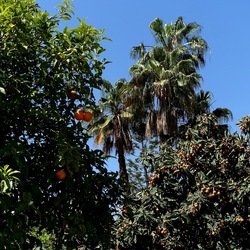 GIARDINO. Fotografie di Giulio Azzarello ©2022.