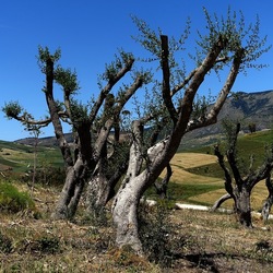 SEGESTA. Fotografie di Giulio Azzarello ©2024. SEGESTA. Fotografie di Giulio Azzarello ©2024.