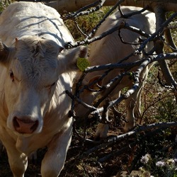 BESTIE. Fotografie di Giulio Azzarello ©2022. BESTIE. Fotografie di Giulio Azzarello ©2022.