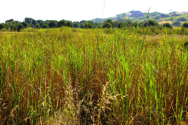 CANNETI in SICILIA. Fotografie di Giulio Azzarello &copy;2016.