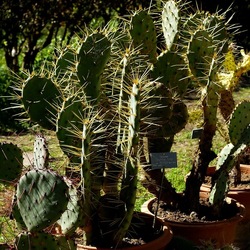 ORTO BOTANICO DI PALERMO. Fotografie di Giulio Azzarello ©2022. ORTO BOTANICO DI PALERMO. Fotografie di Giulio Azzarello ©2022.