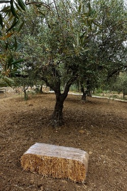 ULIVETO SICILIANO. Fotografie di Giulio Azzarello ©2022.