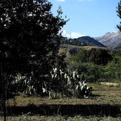 RAMI E ROVI. Fotografie di Giulio Azzarello ©2023. RAMI E ROVI. Fotografie di Giulio Azzarello ©2023.