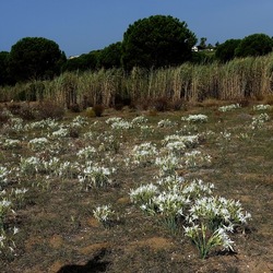 SELINUNTE. Fotografie di Giulio Azzarello ©2022. SELINUNTE. Fotografie di Giulio Azzarello ©2022.