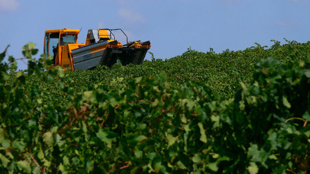 VIGNETO tipico siciliano a Salemi panoramiche e particolari. Fotografie di Giulio Azzarello &copy;2014.