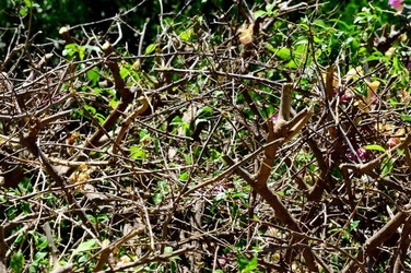HABITAT NATURA in campagna. Fotografie di Giulio Azzarello ©2015 2016. HABITAT NATURA in campagna. Fotografie di Giulio Azzarello ©2015 2016.
