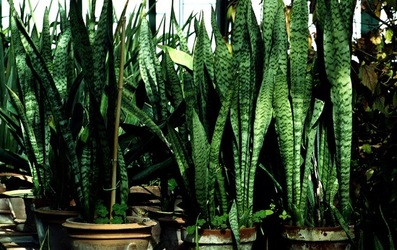 ORTO BOTANICO di Palermo. Fotografie di Giulio Azzarello ©2021.