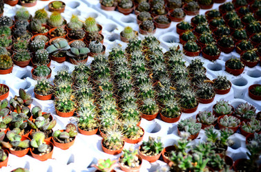 ORTO BOTANICO di Palermo in inverno. Fotografie di Giulio Azzarello &copy;2016.