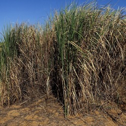 SELINUNTE. Fotografie di Giulio Azzarello ©2022. SELINUNTE. Fotografie di Giulio Azzarello ©2022.