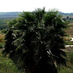 SELINUNTE. Fotografie di Giulio Azzarello ©2022. SELINUNTE. Fotografie di Giulio Azzarello ©2022.