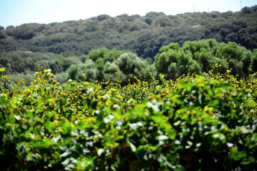 GORGHI TONDI oasi di vigneti e piante Mazzara del Vallo in Sicilia. Foto di Giulio Azzarello ©2016. GORGHI TONDI oasi di vigneti e piante Mazzara del Vallo in Sicilia. Foto di Giulio Azzarello ©2016.