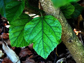 HABITAT NATURA in campagna. Fotografie di Giulio Azzarello ©2015 2016. HABITAT NATURA in campagna. Fotografie di Giulio Azzarello ©2015 2016.