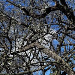 ORTO BOTANICO DI PALERMO. Fotografie di Giulio Azzarello ©2022. ORTO BOTANICO DI PALERMO. Fotografie di Giulio Azzarello ©2022.