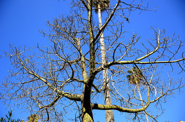 MACCHIA MEDITERRANEA in Sicilia. Fotografie di Giulio Azzarello &copy;2106.