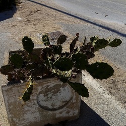 PIANTA GRASSA IN VASO. Fotografie di Giulio Azzarello &copy;2022.