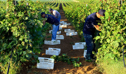 VENDEMMIA a Mazzara del Vallo in Sicilia con i contadini. Fotografie di Giulio Azzarello ©2016. VENDEMMIA a Mazzara del Vallo in Sicilia con i contadini. Fotografie di Giulio Azzarello ©2016.