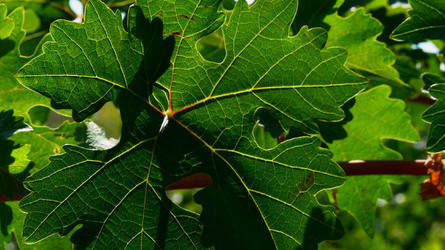 VIGNETO tipico siciliano a Salemi panoramiche e particolari. Fotografie di Giulio Azzarello &copy;2014.