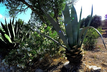 SEGESTA sito archeologico. Fotografie di Giulio Azzarello ©2018.