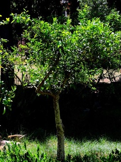 GIARDINO SICILIANO fotografie di Giulio Azzarello ©2021. GIARDINO SICILIANO fotografie di Giulio Azzarello ©2021.