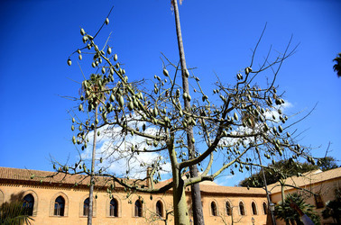 MACCHIA MEDITERRANEA in Sicilia. Fotografie di Giulio Azzarello &copy;2106.