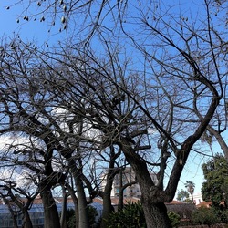 ORTO BOTANICO DI PALERMO. Fotografie di Giulio Azzarello ©2022. ORTO BOTANICO DI PALERMO. Fotografie di Giulio Azzarello ©2022.
