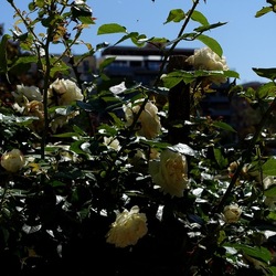 ROSETO. Fotografie di Giulio Azzarello &copy;2022.