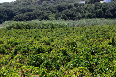 GORGHI TONDI oasi di vigneti e piante Mazzara del Vallo in Sicilia. Foto di Giulio Azzarello ©2016. GORGHI TONDI oasi di vigneti e piante Mazzara del Vallo in Sicilia. Foto di Giulio Azzarello ©2016.