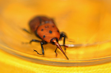 IL COLEOTTERO ROSSO e la moritura delle palme. Fotografie di Giulio Azzarello &copy;2014.