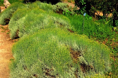 ORTO BOTANICO di Palermo nel maggio 2018. Fotografie di Giulio Azzarello &copy;2018.