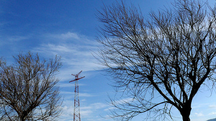 RAMI E ALBERI in inverno. Fotografie di Giulio Azzarello &copy;2014.