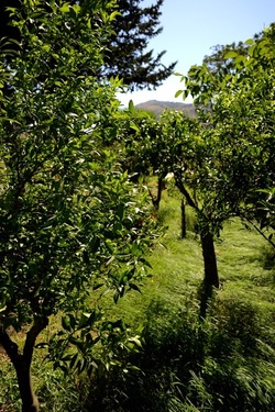GIARDINO SICILIANO fotografie di Giulio Azzarello ©2021. GIARDINO SICILIANO fotografie di Giulio Azzarello ©2021.
