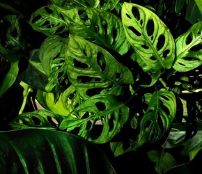 ORTO BOTANICO di PALERMO. Fotografie di Giulio Azzarello ©2019.