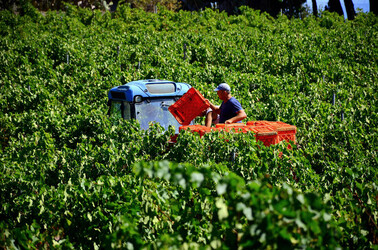 VENDEMMIA a S.Cristina Gela i coltivatori. Fotografie di Giulio Azzarello ©2016. VENDEMMIA a S.Cristina Gela i coltivatori. Fotografie di Giulio Azzarello ©2016.