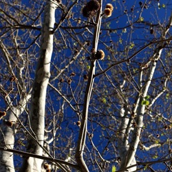 ALBERI. Fotografie di Giulio Azzarello &copy;2024.