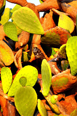 ISOLA DI USTICA la natura. Fotografie di Giulio Azzarello &copy;2016.