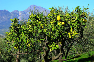 ULIVETO in autunno. Fotografie di Giulio Azzarello ©2014. ULIVETO in autunno. Fotografie di Giulio Azzarello ©2014.