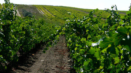 VIGNETO tipico siciliano a Salemi panoramiche e particolari. Fotografie di Giulio Azzarello &copy;2014.