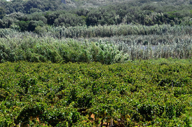 GORGHI TONDI oasi di vigneti e piante Mazzara del Vallo in Sicilia. Foto di Giulio Azzarello ©2016. GORGHI TONDI oasi di vigneti e piante Mazzara del Vallo in Sicilia. Foto di Giulio Azzarello ©2016.