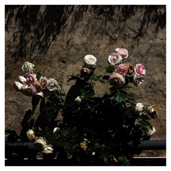 ROSE fotografie di Giulio Azzarello ©2019. ROSE fotografie di Giulio Azzarello ©2019.