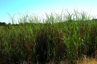 CANNETI in SICILIA. Fotografie di Giulio Azzarello &copy;2016.
